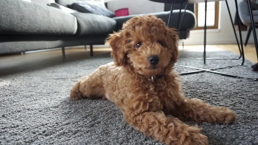 Dünyanın En Küçük Köpek Cinsleri